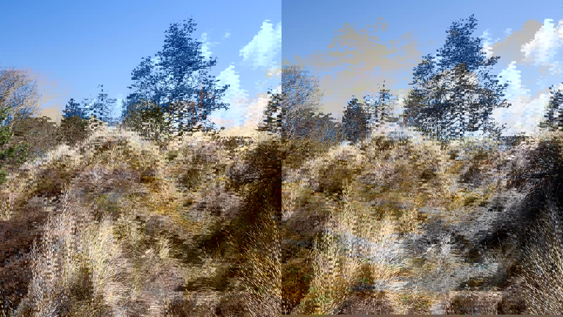 The moor in Friesland